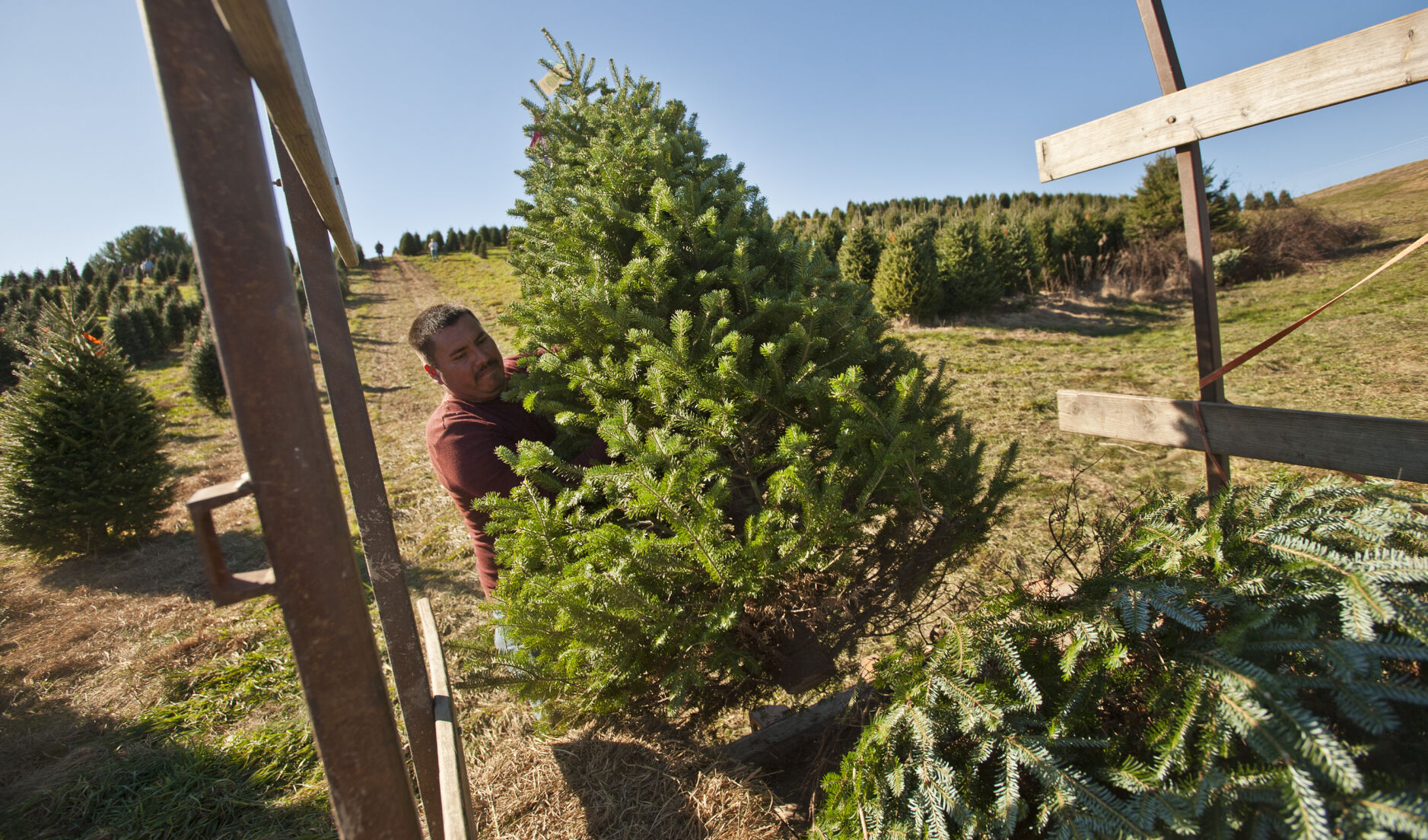 Choose and cut Christmas trees